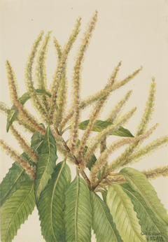 American Chestnut (Castanea dentata) by Mary Vaux Walcott