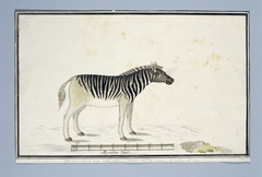 Burchell zebra (Equus burchellii) by Robert Jacob Gordon