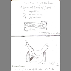 Carnet Bleu: Encyclopedia of…shark, vol.VII p16 by Pascal by Pascal Lecocq