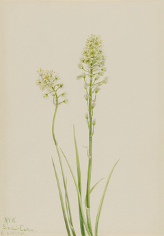 Death Camas (Zygadenus venenosus) by Mary Vaux Walcott