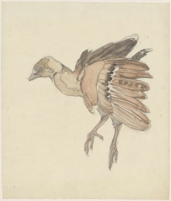 Dood vogeltje (patrijs?) by Theo van Hoytema