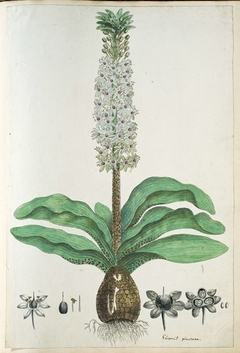 Eucomis humilis of kuifplant; met detailstudies van de bloeiwijze by Robert Jacob Gordon