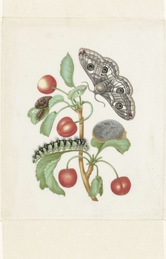 Gedaanteverwisseling van de nachtpauwoog by Maria Sibylla Merian