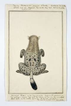 Gevlekte hyena (Crocuta crocuta), van achteren gezien by Robert Jacob Gordon