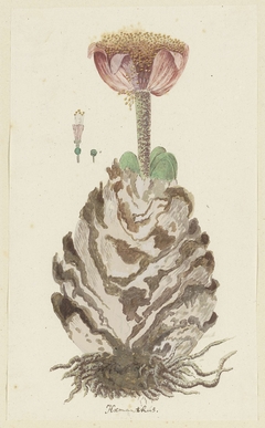 Haemananthus coccineus, in meer geopende toestand, met detailstudies van de bloeiwijze by Robert Jacob Gordon