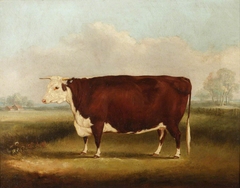 Hereford Cow by William Henry Davis