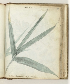 Het blad van bamboeriet by Jan Brandes