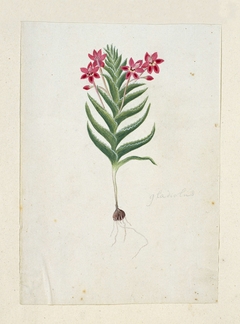 Lapeirousia silenoides by Robert Jacob Gordon