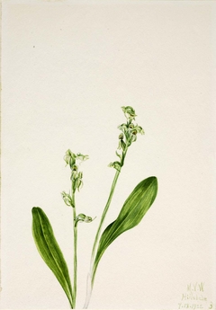 One-Leaf-Bog-Orchid (Habenaria obtusata) by Mary Vaux Walcott