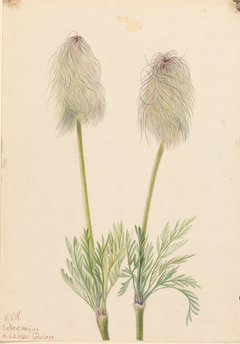 Plume Anemone (Pulsatilla occidentalis) by Mary Vaux Walcott