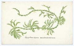 Savin leaved club-moss (lycopodium alpinum) - William Catto - ABDAG016341 by William Catto