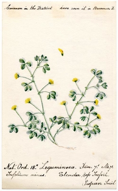 Slender Hop Trefoil (Trefolium minus) - William Catto - ABDAG016050 by William Catto