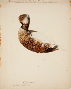 Steller's Eider, Young Male ; unfinished by Magnus von Wright