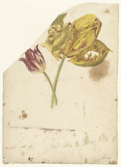 Studie van twee tulpen by Elias van Nijmegen