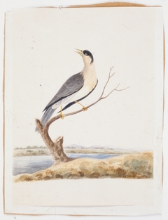 Study of a Bird by Unknown Artist