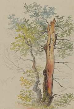 Study of Old and Young Tree by Friedrich Carl von Scheidlin