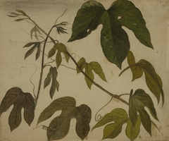 Study of Passion Flower Leaves by Martin Johnson Heade