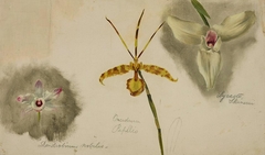 Three Orchids (Dendrobium Nobile/Oncidium Papilio/Lycaste Skinneri) by William Jacob Hays