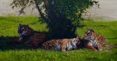 Tigers by Barry Westcott