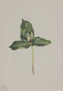 Trillium discolor by Mary Vaux Walcott