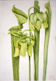 Trumpetleaf (Sarracenia flava) by Mary Vaux Walcott