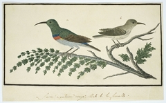 Twee kraaghoningzuigers (Nectarinia afra) by Robert Jacob Gordon