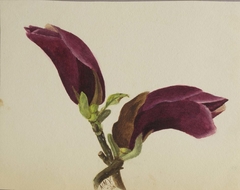 (Untitled--Flower Study) by Mary Vaux Walcott