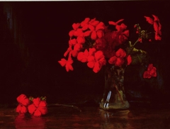 Untitled (Red geraniums) by Vivian Smith