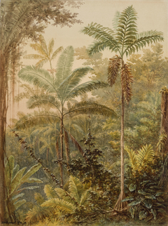 Vegetação tropical (atribuído) by Bernhard Wiegandt