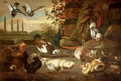 A Cockfight, with Hens, Peacock, Muscovy Duck, Turkey, and Pigeons, in a Garden Setting by Anonymous