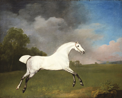 A Grey Horse by George Stubbs