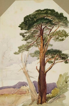 A Scots Pine - John Phillip - ABDAG014484.361 by John Phillip