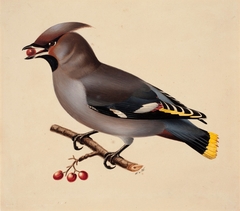 Bohemian Waxwing by Wilhelm von Wright