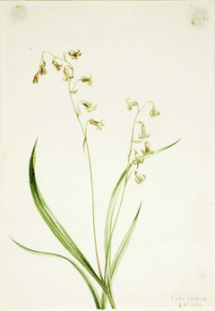 Bronzebells (Stenanthium occidentale) by Mary Vaux Walcott