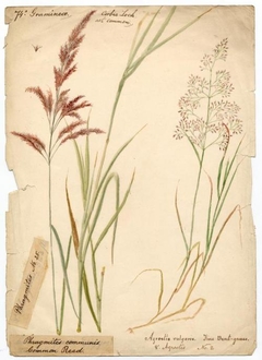 Common Reed and Fine Bent-grass - William Catto - ABDAG016318 by William Catto