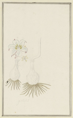 Gethyllis; links de knol met bloem, daarnaast detailstudie van de bloeiwijze, rechts de knol met stengel by Robert Jacob Gordon