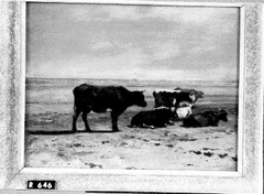 Koeien op het strand by Johannes Hubertus Leonardus de Haas