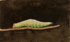 Larger Spotted Beach Leaf Edge Caterpillar, study for book Concealing Coloration in the Animal Kingdom by Emma Beach Thayer