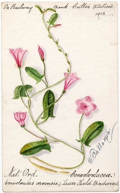 Lesser Field Bindweed (Convoloulus arvensis) - William Catto - ABDAG016215 by William Catto