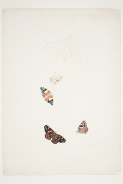 New Zealand Moths by Charles Heaphy