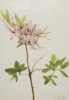 Pinxter Bloom (Azalea nudiflora) by Mary Vaux Walcott