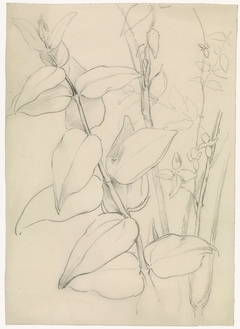 Plantstudie by Antoon Derkinderen