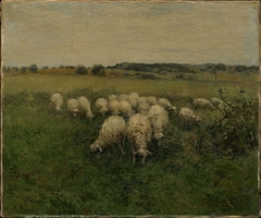 Sheep Grazing in an Open Field by Anton Mauve