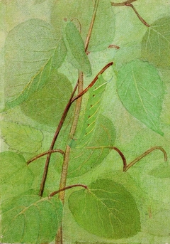 Sphinx Caterpillar, study for book Concealing Coloration in the Animal Kingdom by Abbott Handerson Thayer