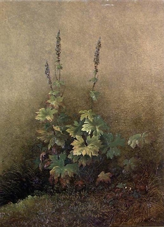 Study of a Plant by Joachim Frich