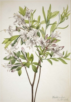 Swamp Azalea (Azalea viscosa) by Mary Vaux Walcott