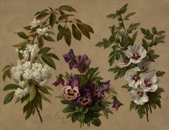 Three flower and shrub plants by Paul de Longpré