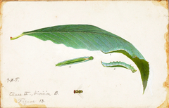 Unspotted Beach Leaf Edge Caterpillar, study for book Concealing Coloration in the Animal Kingdom by Emma Beach Thayer