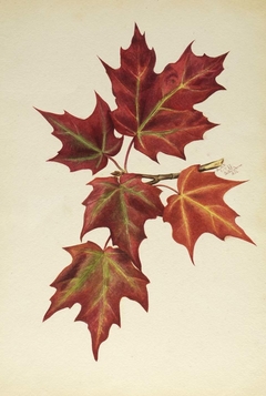 Untitled (Autumn Leaves) by Mary Vaux Walcott