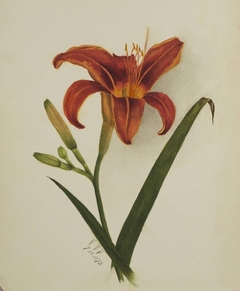 Untitled (Lily) by Mary Vaux Walcott